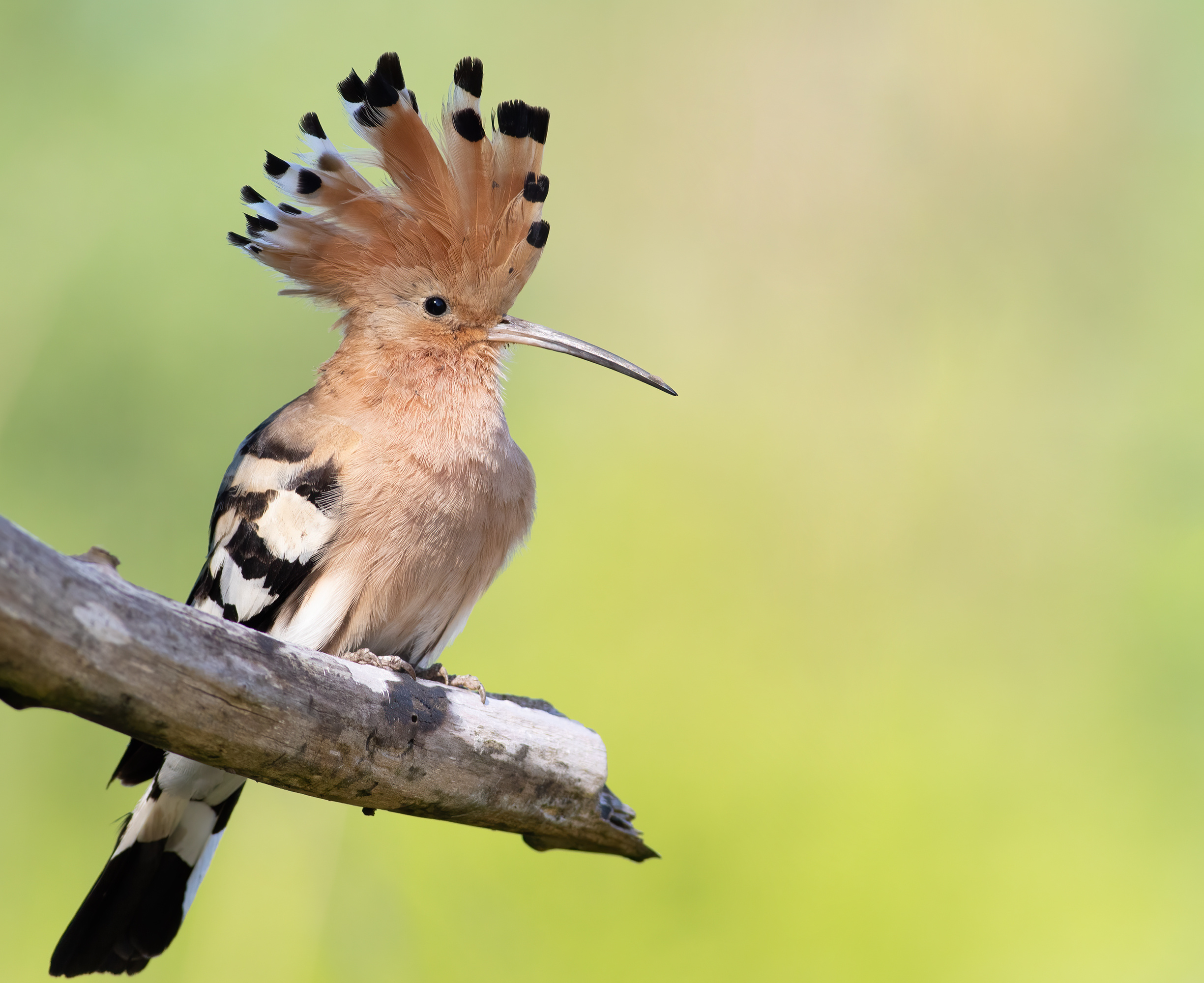 Eurasian hoopoe, Upupa epops. A bird spreads its crest and sits on a thick, dry branch